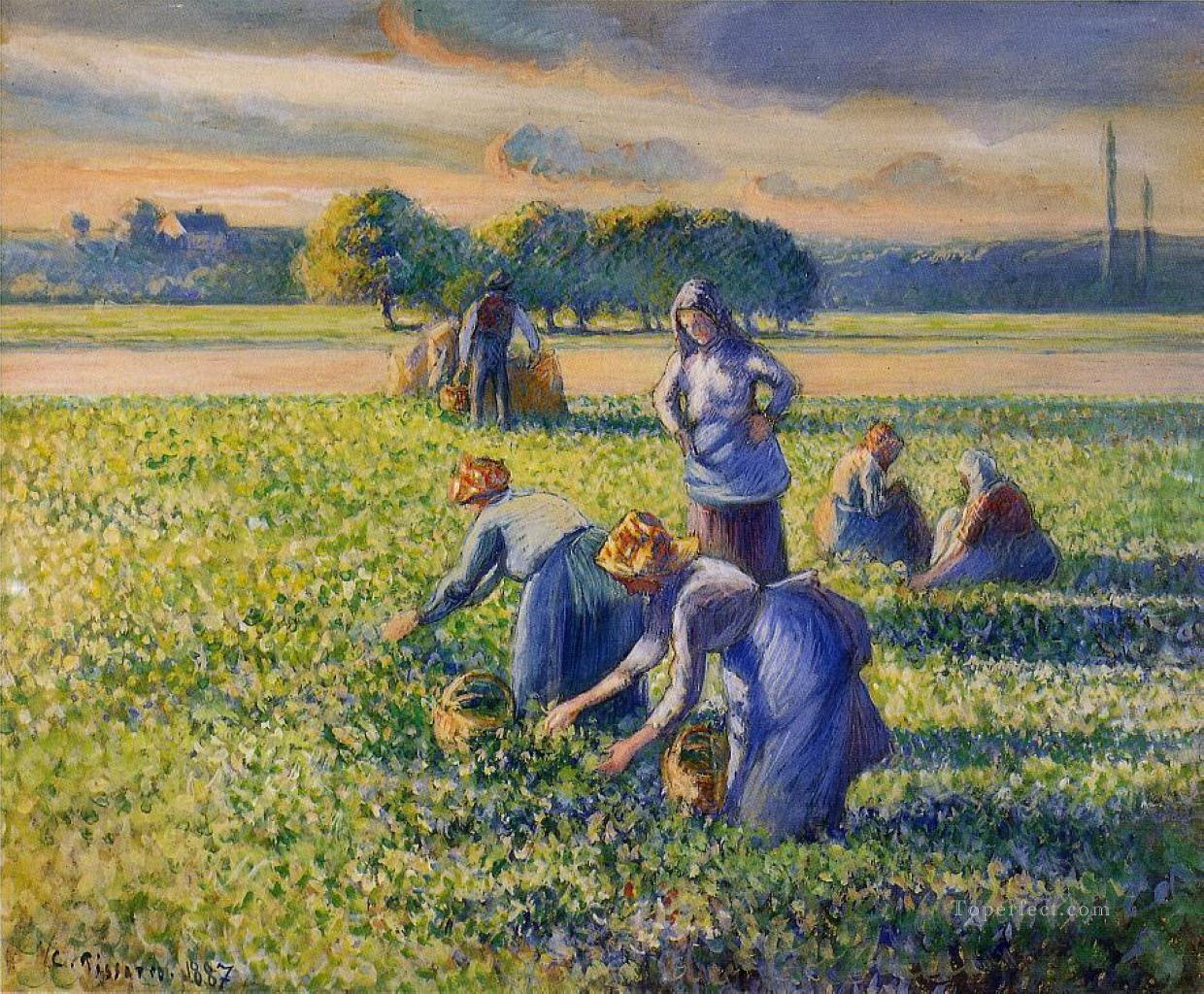 picking peas Camille Pissarro Oil Paintings